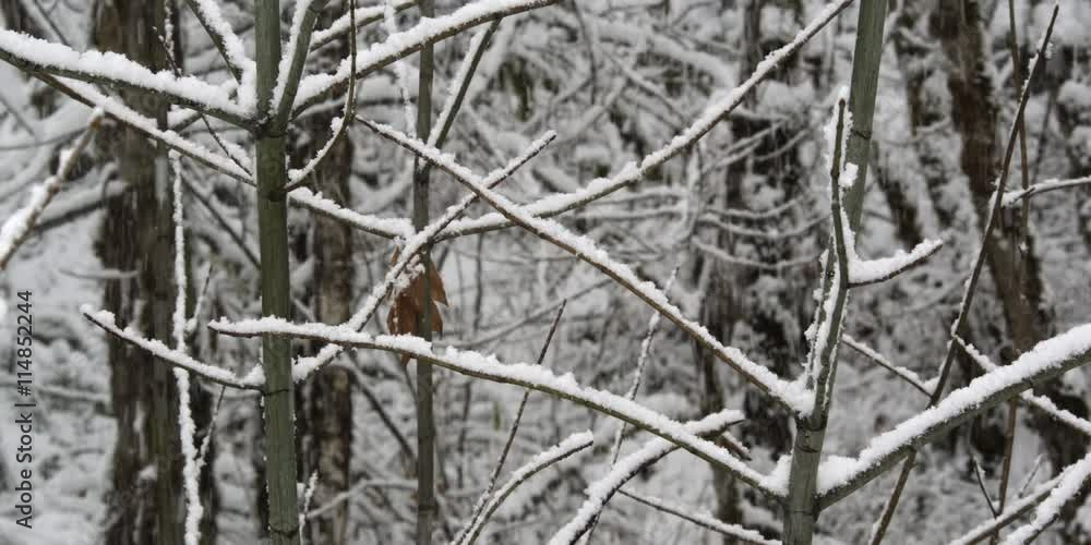 Close-up snow falling on young maple saplings in a wood Close-up snow falling on young maple saplings in a wood
