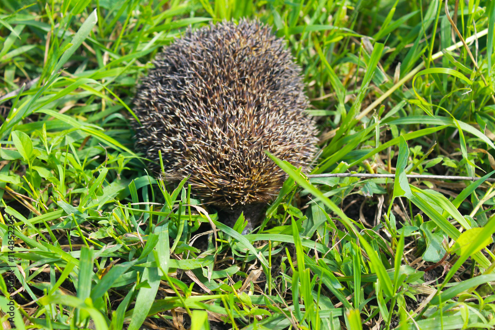 Hedgehog on green grass Hedgehog on green grass