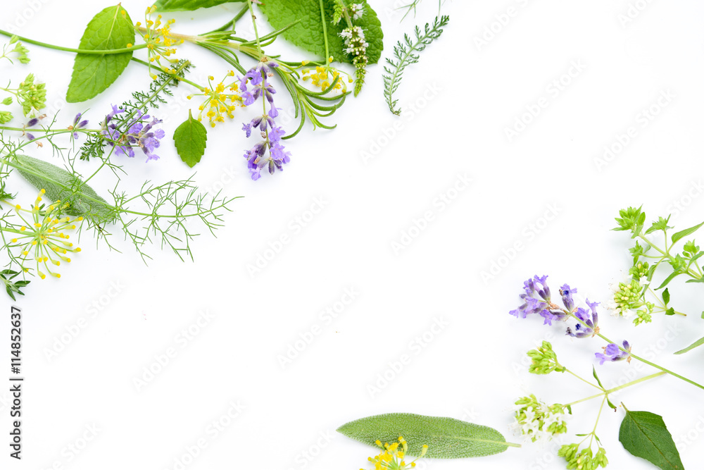 Obraz premium variety of fresh herbs on white background