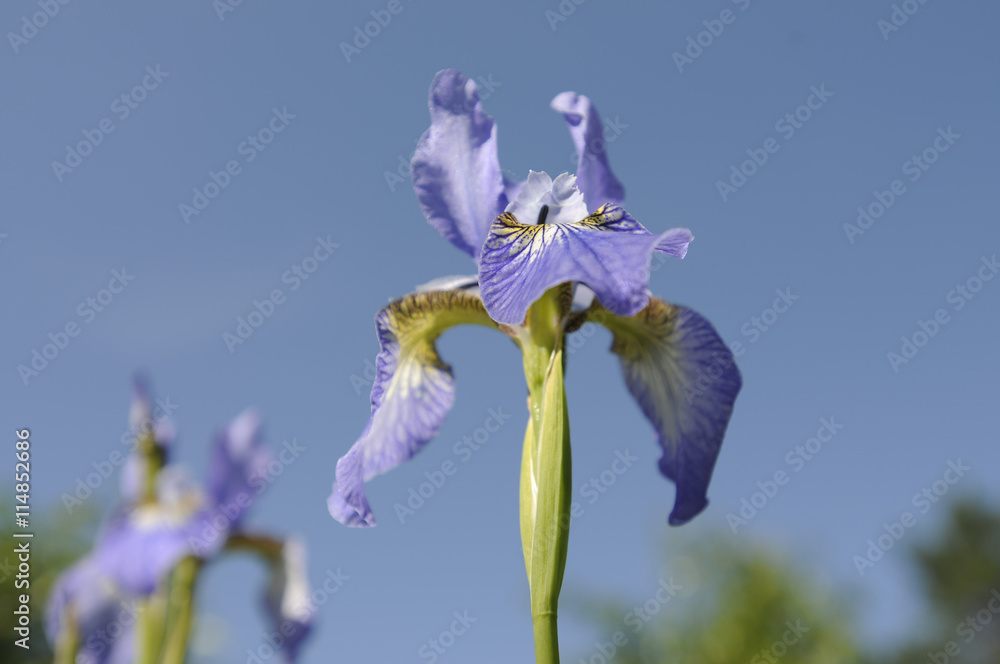 И́рис сиби́рский, или Каса́тик сибирский — многолетнее корневищное ...