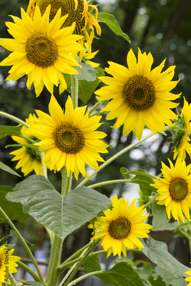 Obraz premium sunflower
