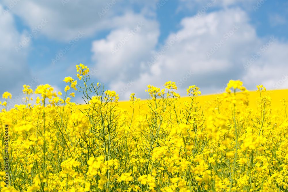 Yellow rape flowers in field with blue sky and clouds, small depth of field Yellow rape flowers in field with blue sky and clouds, small depth of field