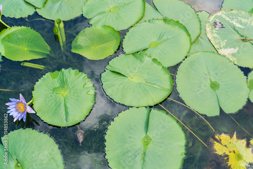 Texture with leaves of water lilies