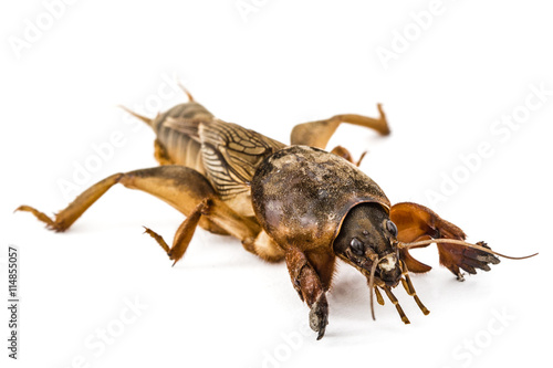 Mole cricket (Gryllotalpidae) isolated on white background