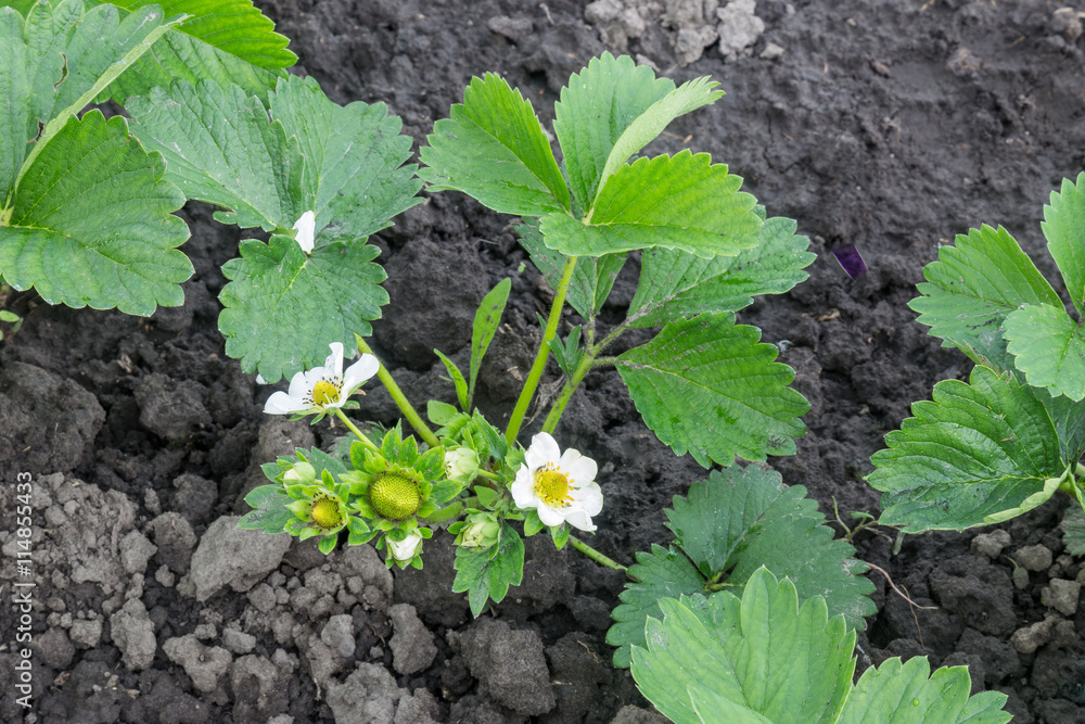 Strawberry getting ripe in the garden. Authentic farm series. Strawberry getting ripe in the garden. Authentic farm series.