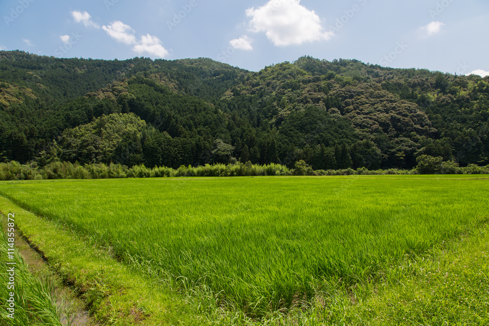 初夏の田んぼ 初夏の田んぼ