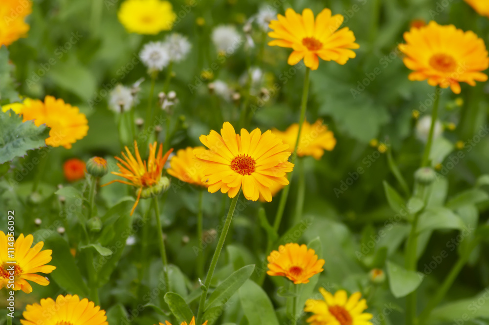 blooming calendula in the summer blooming calendula in the summer