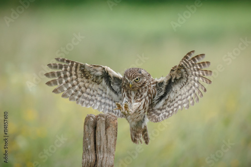 Little owl lands upon a fence post