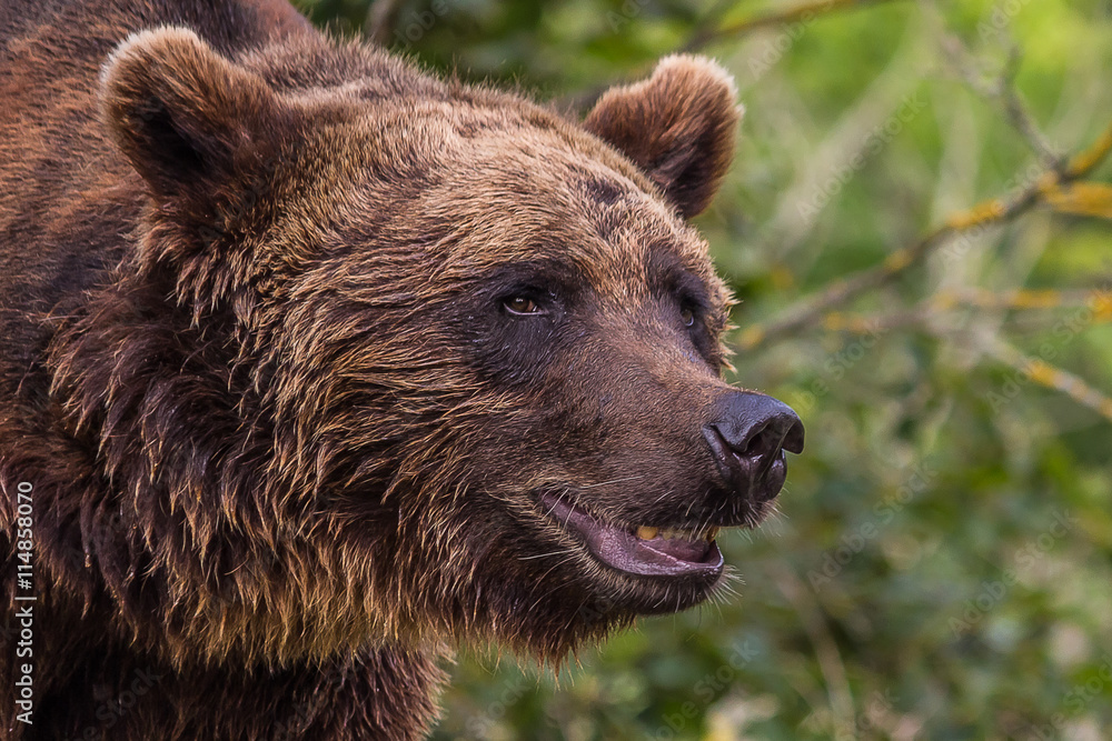Big male bear closeup