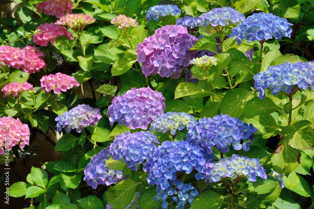 Jolies boules de fleurs d'hortensias aux différentes couleurs Jolies boules de fleurs d'hortensias aux différentes couleurs