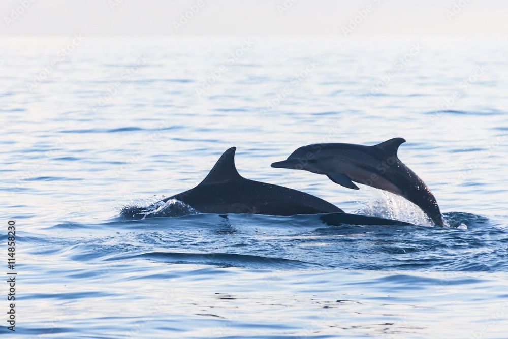 Fototapeta premium Holiday in Bali, Indonesia - Dolphin Beach Lovina Bali, Dolphin Jumping