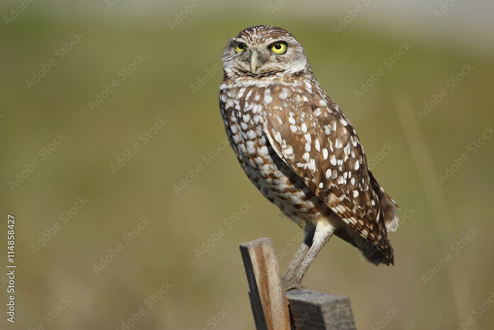 Obraz premium Burrowing Owl sitting on a wooden pole