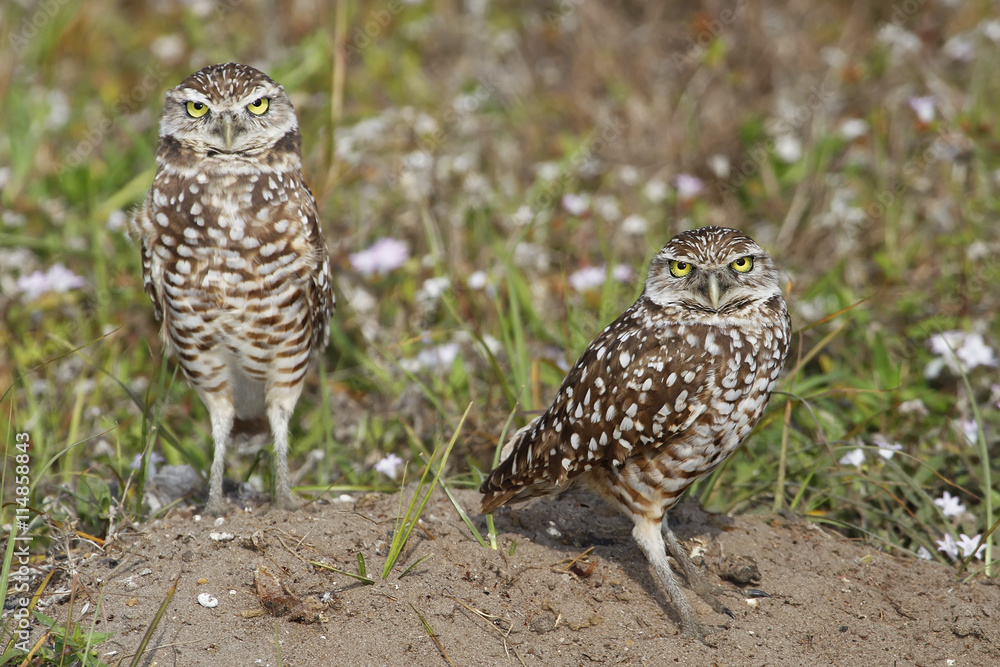 Burrowing Owls standing on the ground
