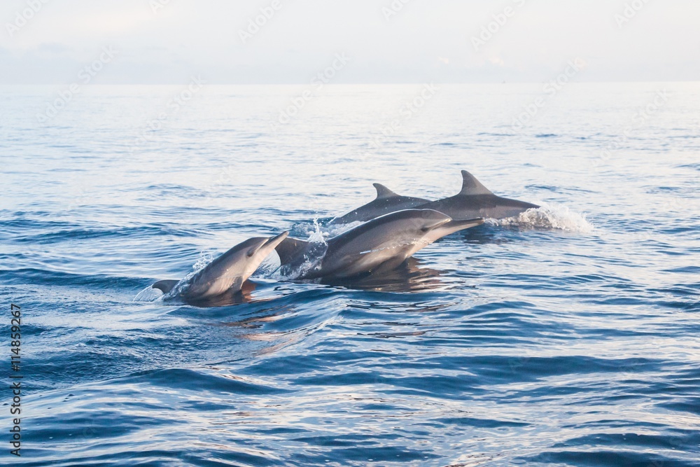 Obraz premium Holiday in Bali, Indonesia - Dolphin Beach Lovina Bali, Dolphin Jumping