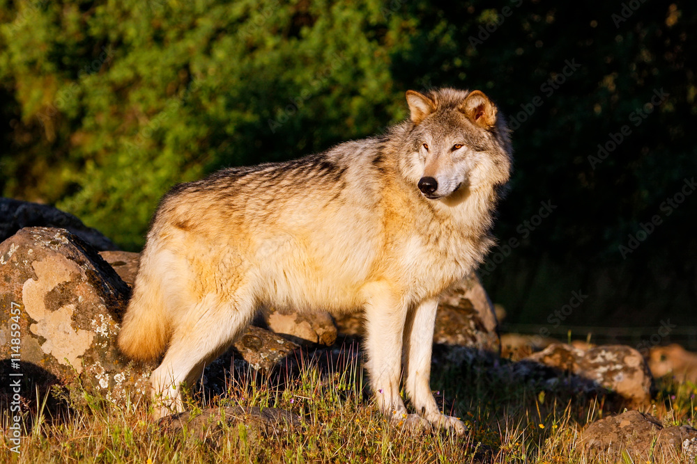 Fototapeta premium Gray wolf (Canis lupus)