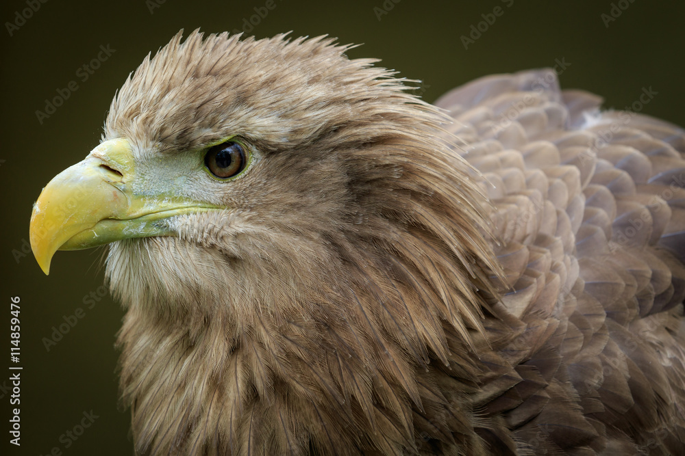 Fototapeta premium White-tailed eagle (Haliaeetus albicilla)