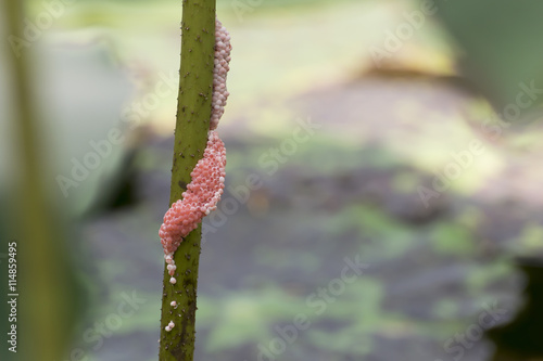 Apple snail eggs photo