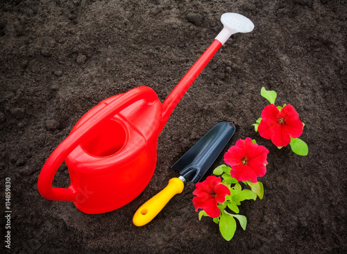 Red petunia flowers with watering can and shovel on soil