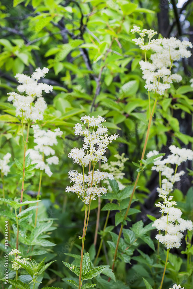 Flowering Meadowsweet (Latin name Filipendula ulmaria)