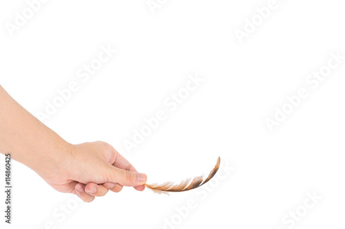 The man's hand handle the chicken's feather