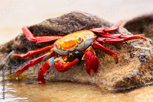 Sally lightfoot crab feeding on Chinese Hat island, Galapagos Na