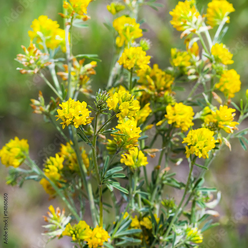 Sickle alfalfa or yellow ( Latin name Medicago falcata)