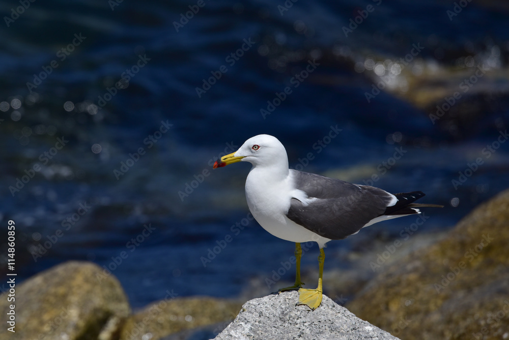 Gulls/Seagull standing on rock on background of the colony of gulls Gulls/Seagull standing on rock on background of the colony of gulls