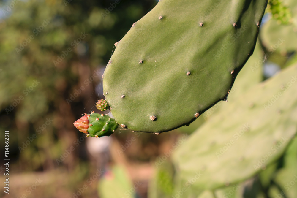 The flowers of cactus in the morning The flowers of cactus in the morning