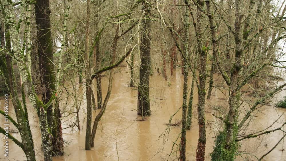 Floodwater flowing among stream-side trees Floodwater flowing among stream-side trees
