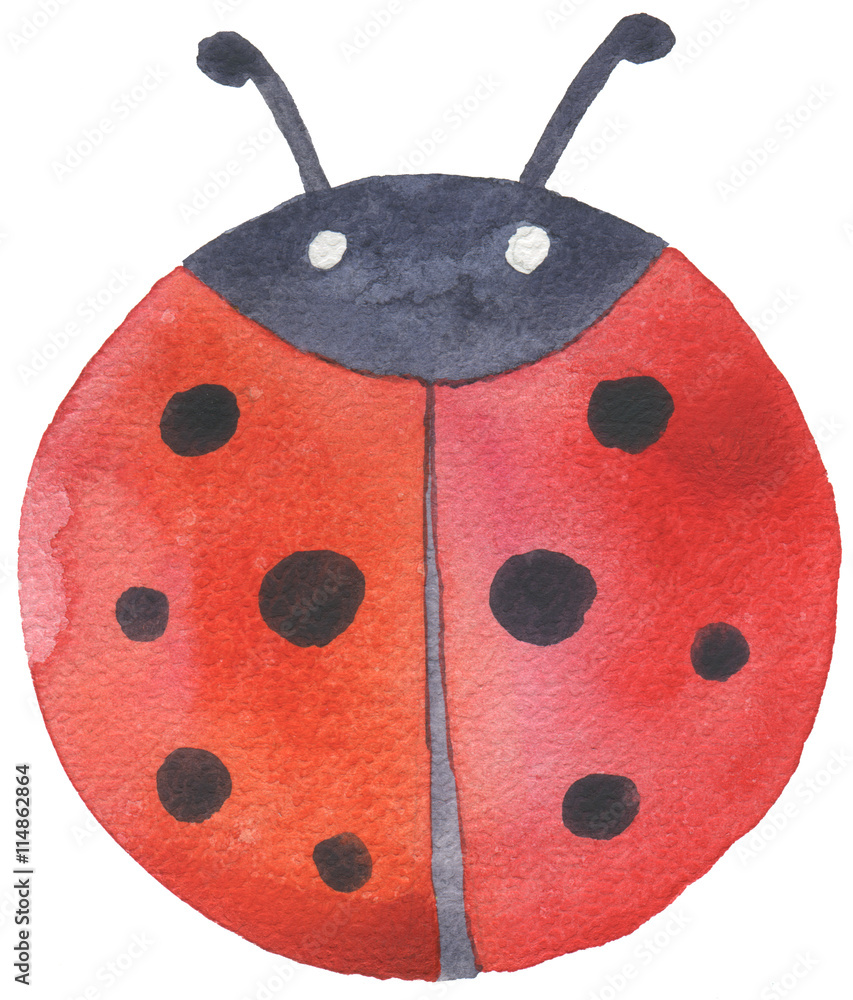 watercolor hand drawn hand drawn ladybug watercolor hand drawn hand drawn ladybug