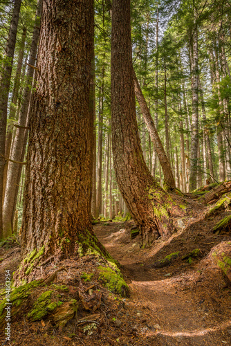 Towering trees on the High Divide/Seven Lakes Trail, in Olympic National Park, near Port Angeles, Washington.