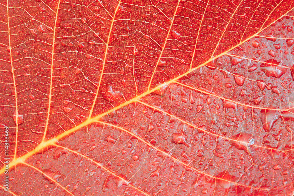 Obraz premium autumn leaf background