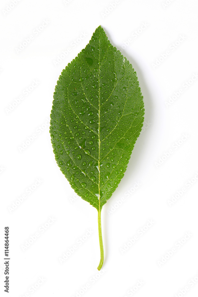 Fototapeta premium wet plum leaf