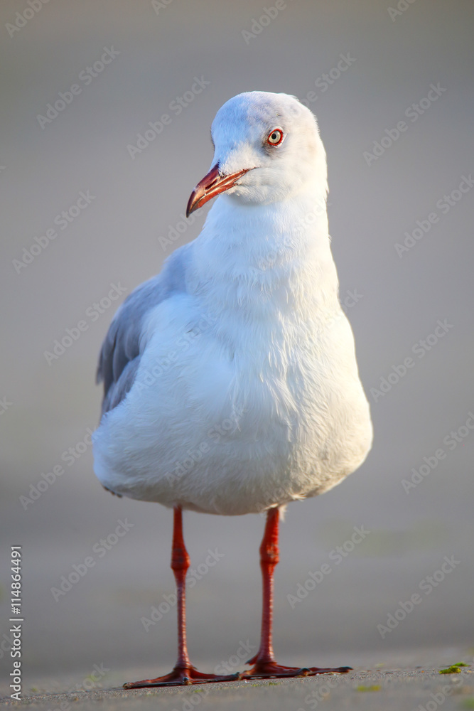 Fototapeta premium Grey-headed Gull on a beach in Paracas Bay, Peru