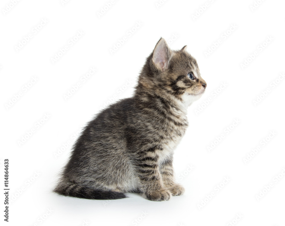 Obraz premium Cute tabby kitten on white