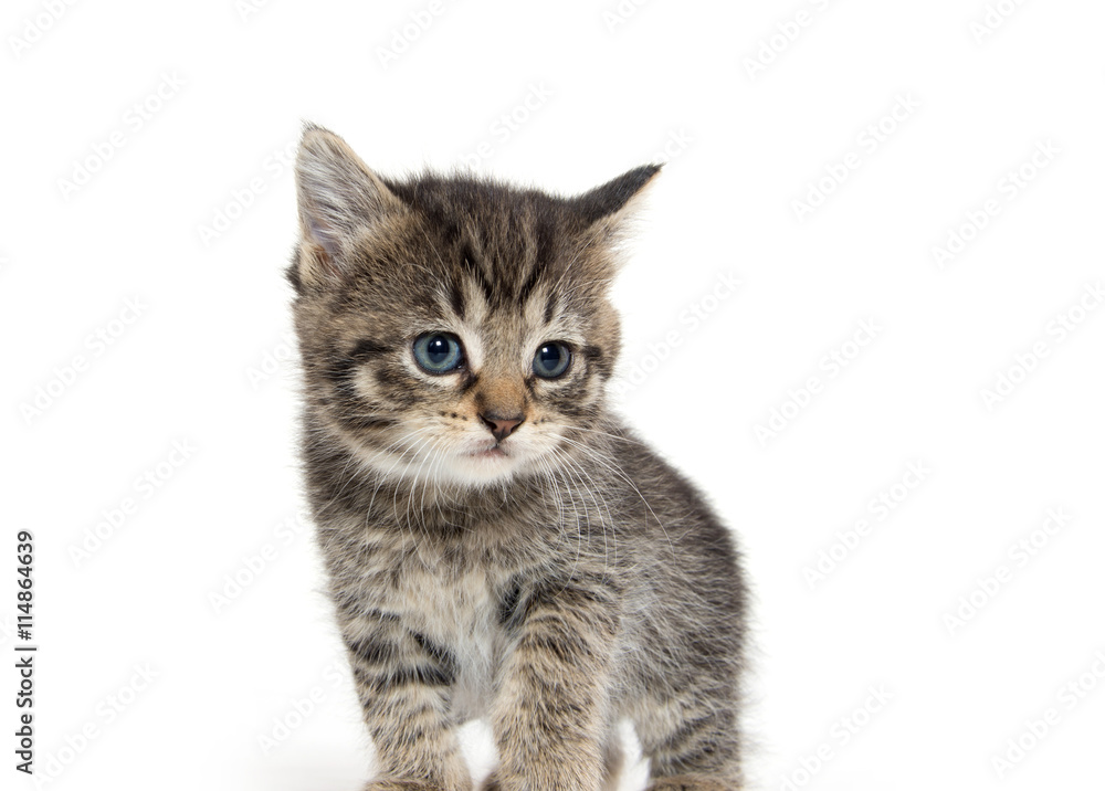 Obraz premium Cute tabby kitten on white