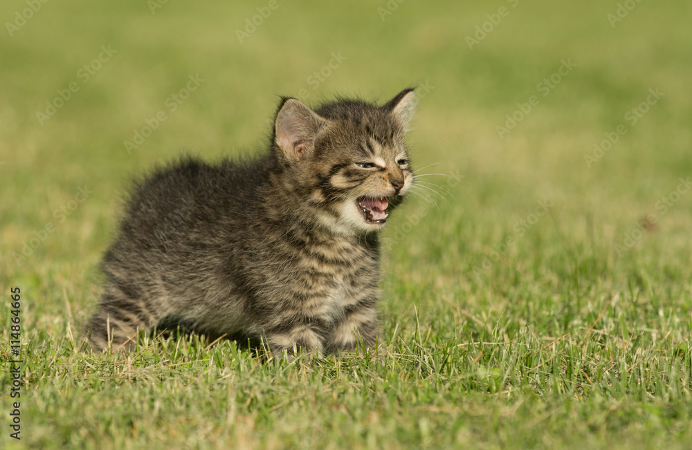Cute tabby kitten in grass