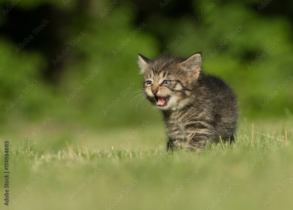 Cute tabby kitten in grass