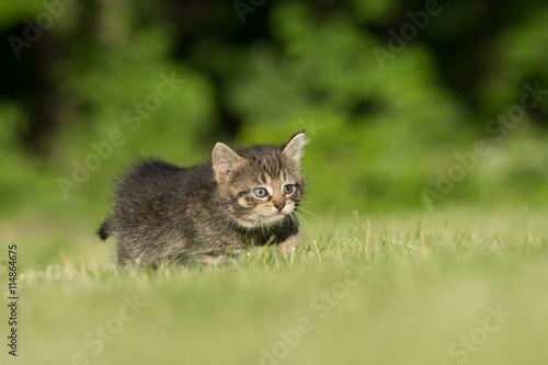 Cute tabby kitten in grass © Tony Campbell
