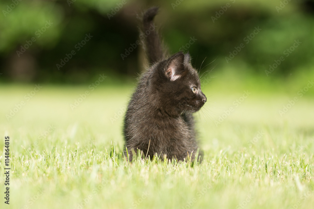 Fototapeta premium Black kitten in the grass