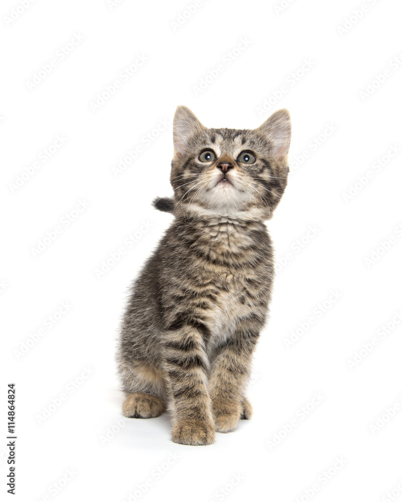 Cute tabby kitten on white Cute tabby kitten on white
