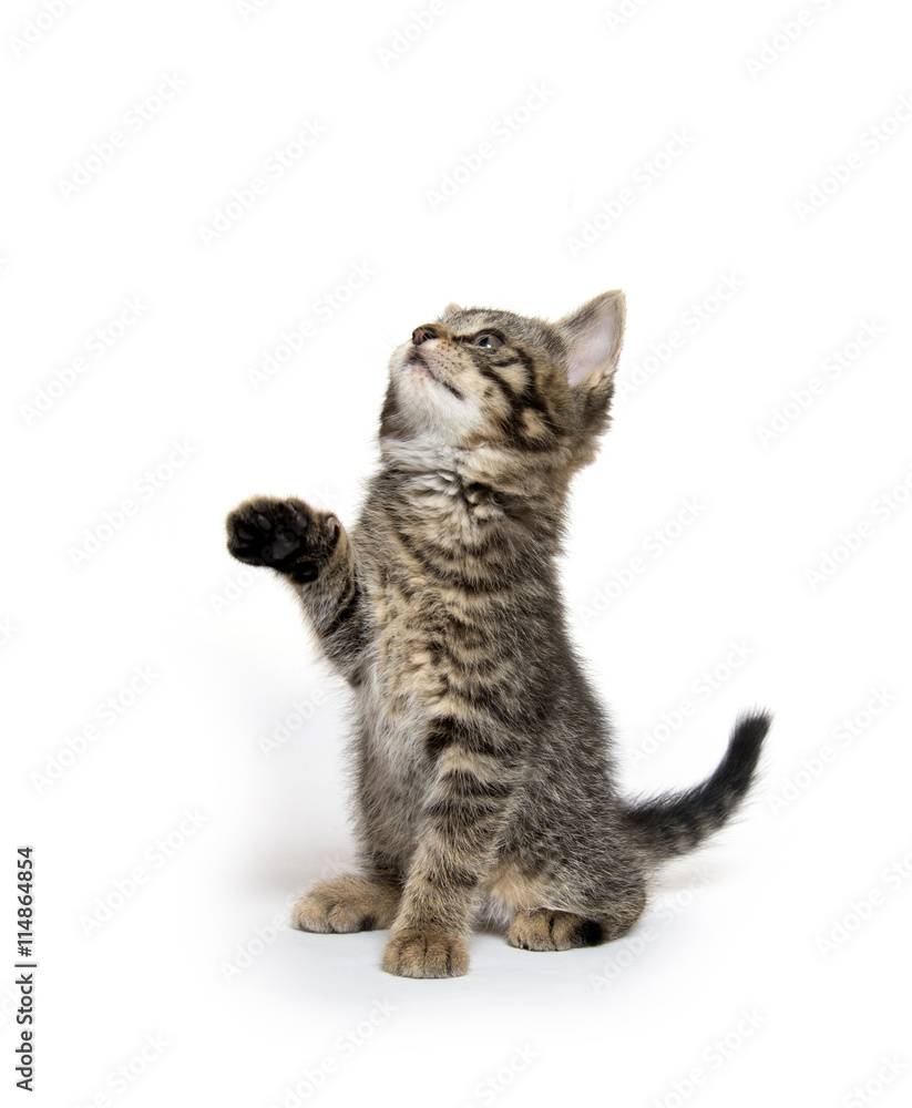 Obraz premium Tabby kitten looking up