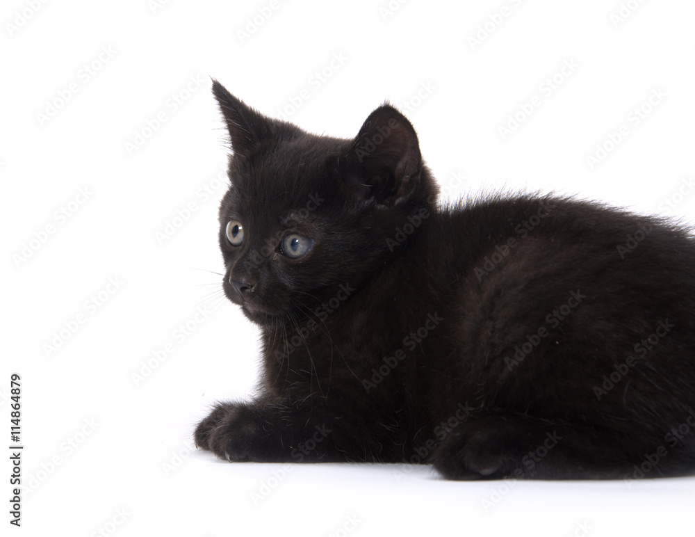 Cute black kitten on white