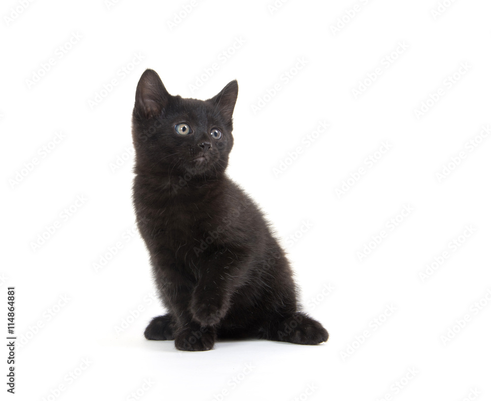 Cute black kitten on white