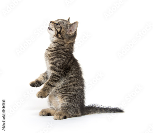 Tabby kitten looking up © Tony Campbell