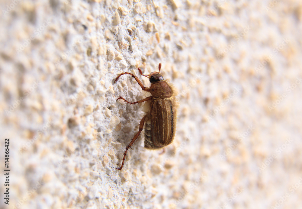 closeup of one maybug on a wall closeup of one maybug on a wall
