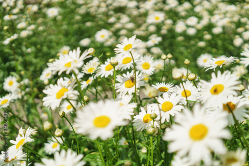 chamomile on the meadow in sunny day