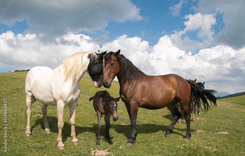 Happy family of horses. Mare, stallion and baby foal on the summer green meadow.