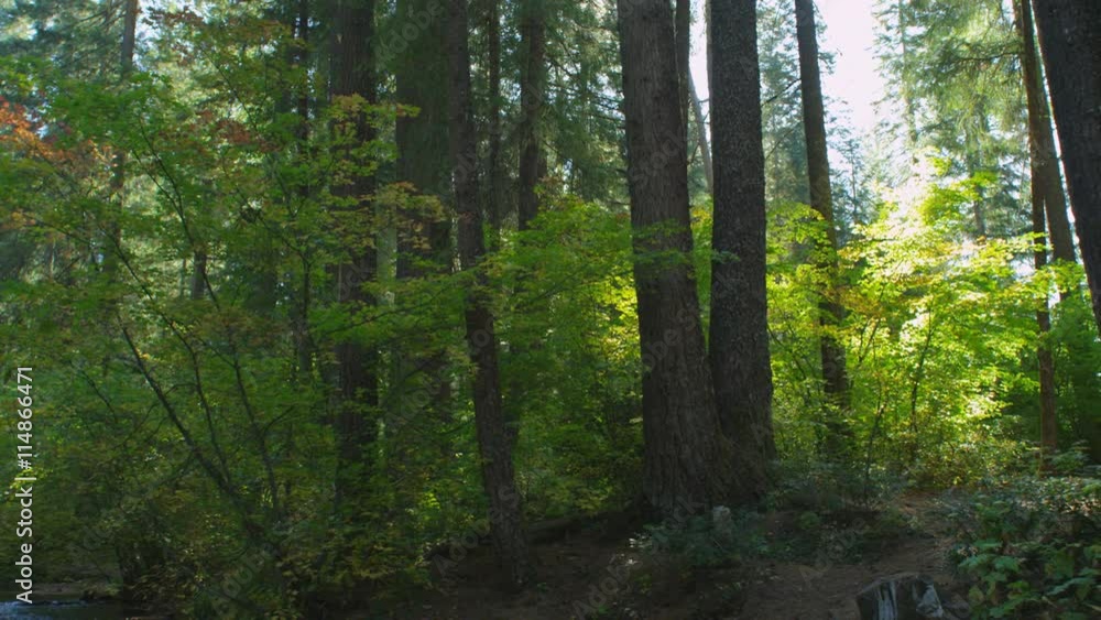 Trunks of tall conifers rising above undergrowth of vine maple, Oregon Trunks of tall conifers rising above undergrowth of vine maple, Oregon