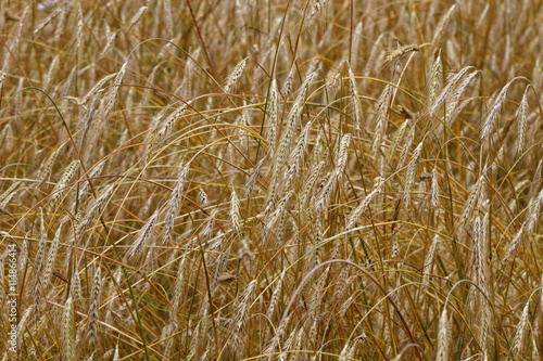 ears of wheat